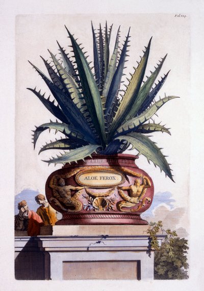 Aloe Ferox, from 